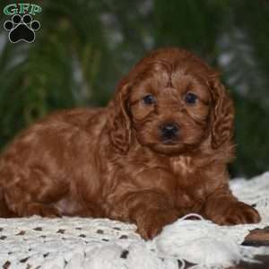Maggie, Cavapoo Puppy